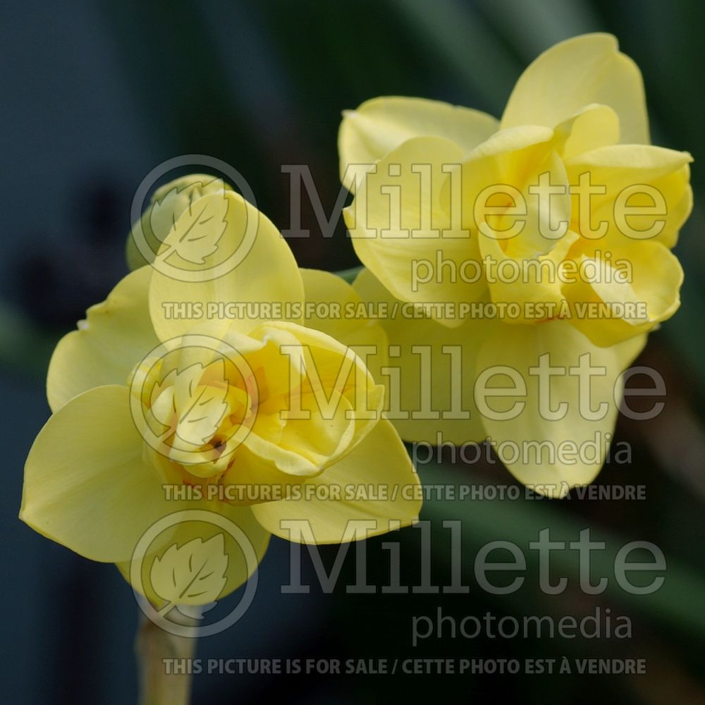 Narcissus Yellow Cheerfulness (Daffodil) 1  