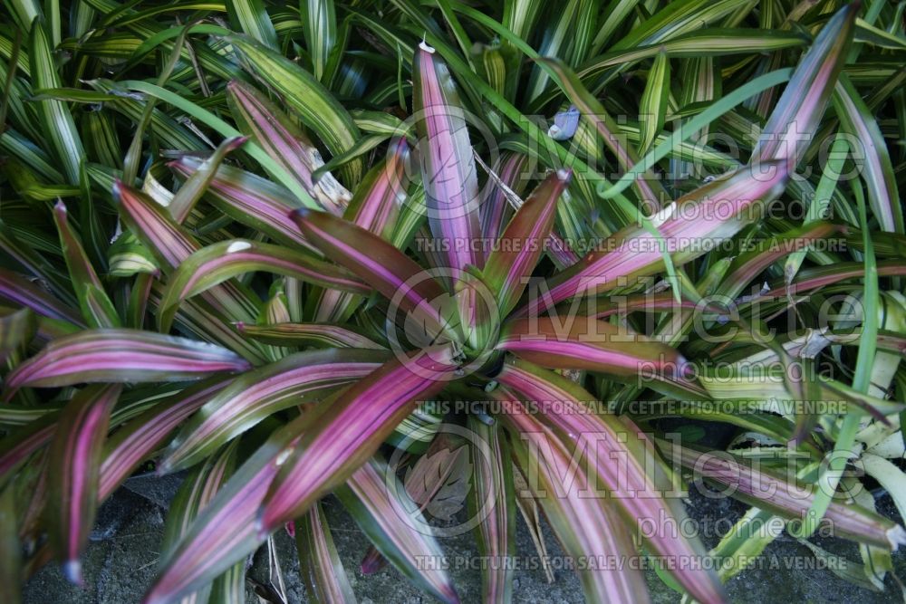 Neoregelia carolinae f. tricolor (three-coloured blushing bromeliad) 1