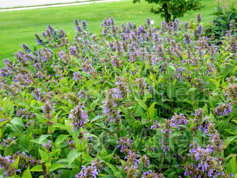 Nepeta Prelude Blue (Catmint) 1 
