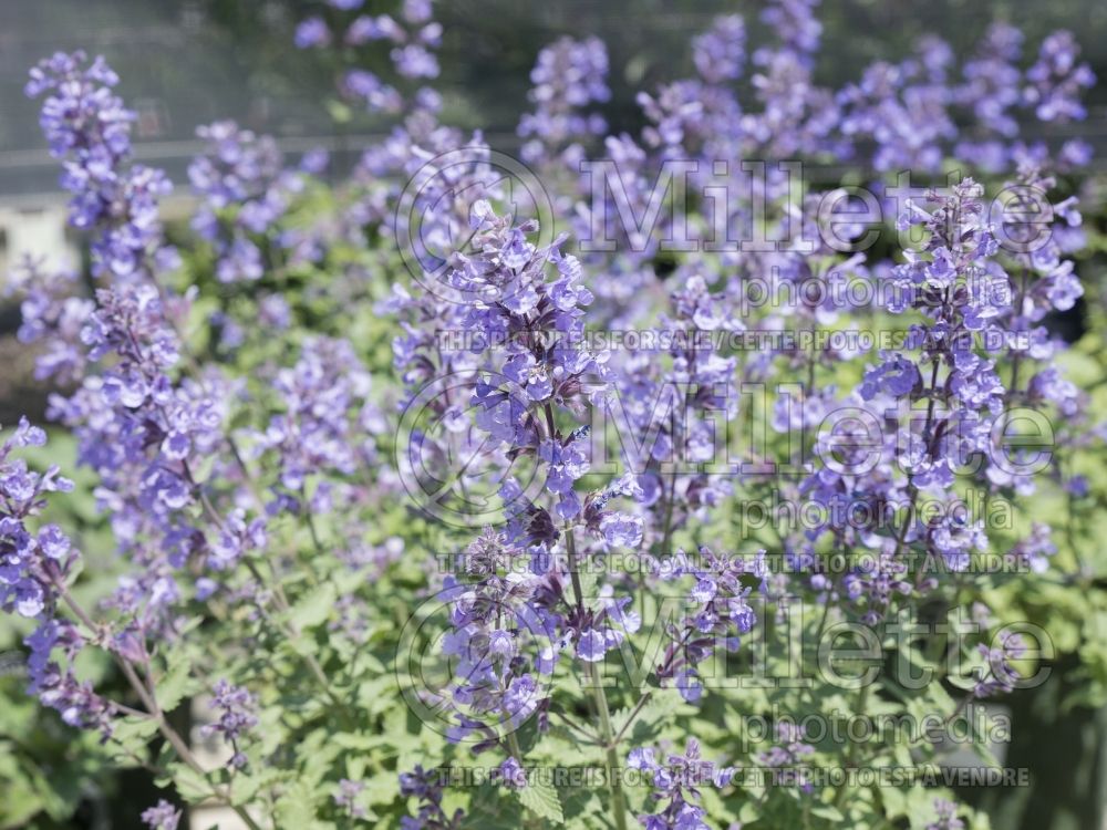 Nepeta Cat's Meow (Catmint) 5 