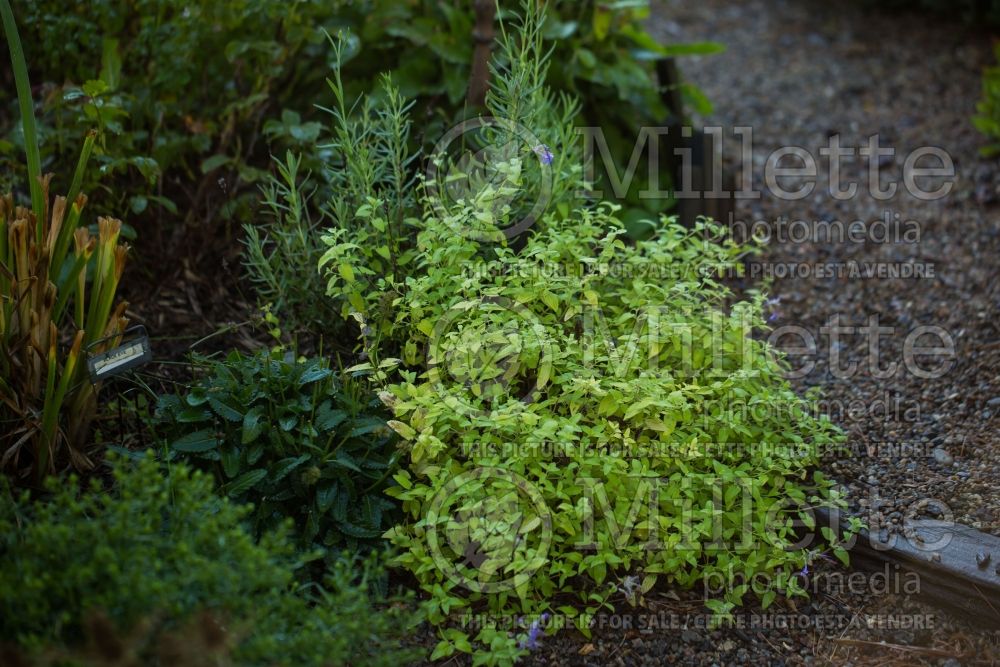 Nepeta Limelight (Catmint) 2 