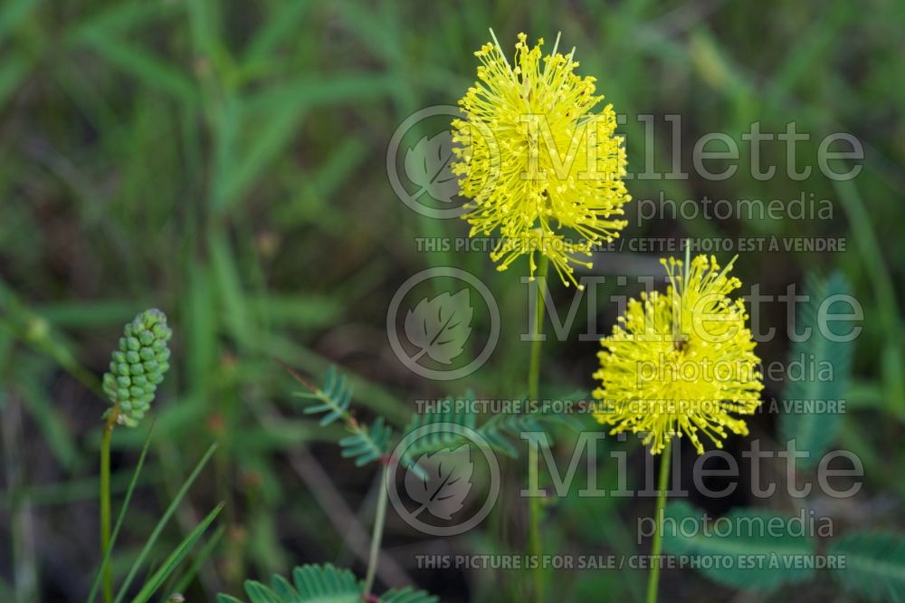 Neptunia lutea (yellow-puff) 2