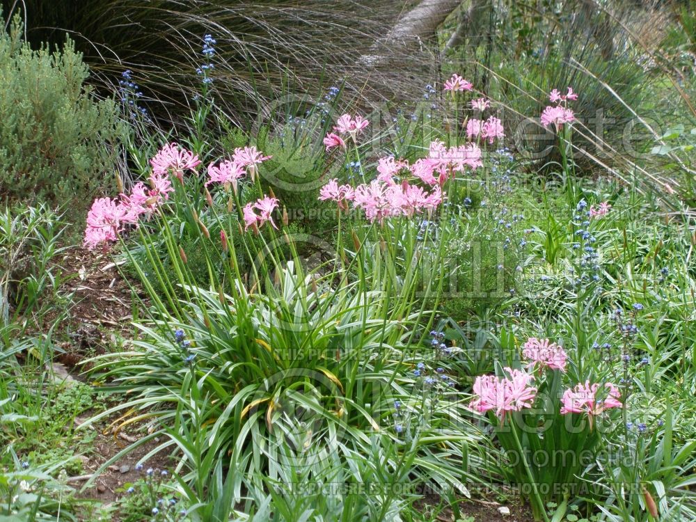 Nerine bowdenii (Cornish lily) 1 