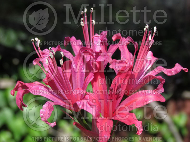 Nerine Mashona Purple (Spider Lily) 1 