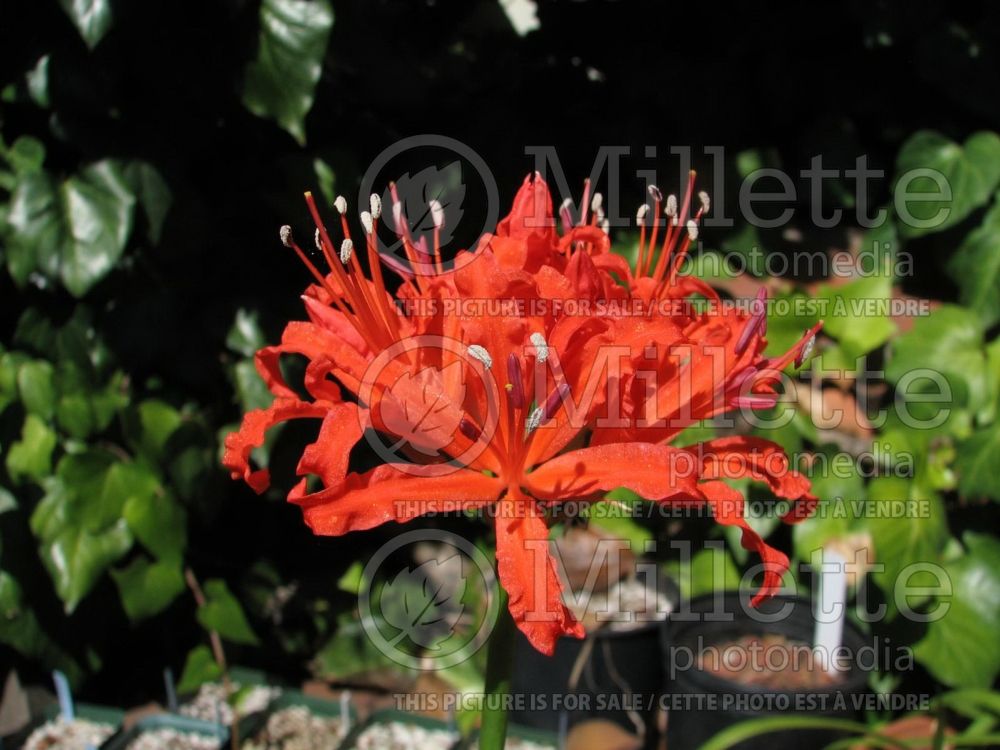 Nerine Orange Mini (Spider Lily) 1 