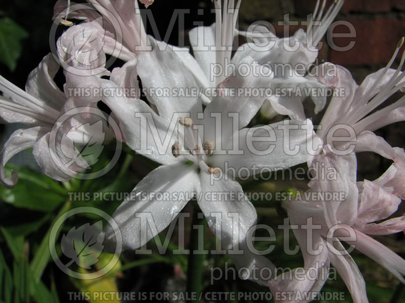 Nerine Snow Queen (Spider Lily) 1 
