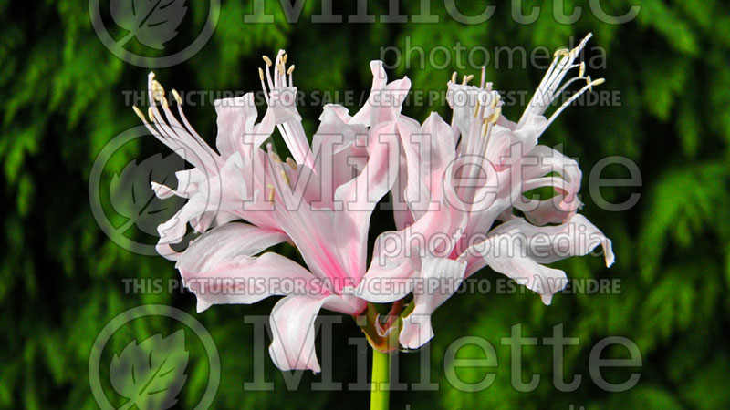 Nerine Sweet Sixteen (Spider Lily) 1 