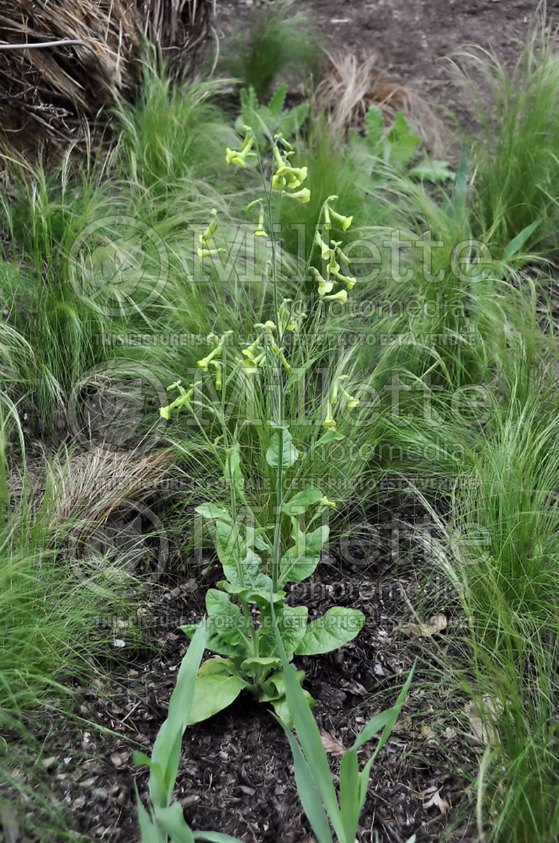 Nicotiana langsdorffii (Tobacco Plant) 1 