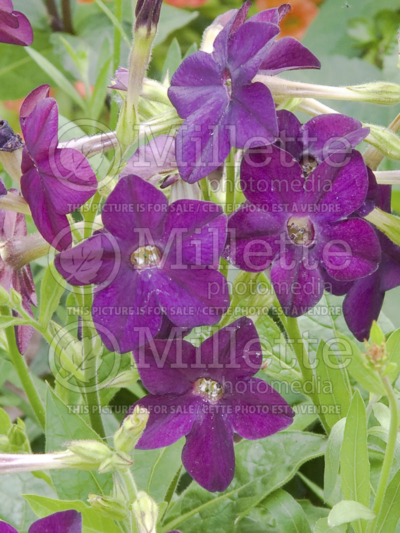 Nicotiana Perfume Deep Purple (Tobacco Plant) 1 