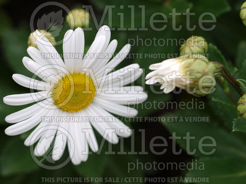 Nipponanthemum nipponicum (Nippon Daisy or Montauk Daisy) 2 