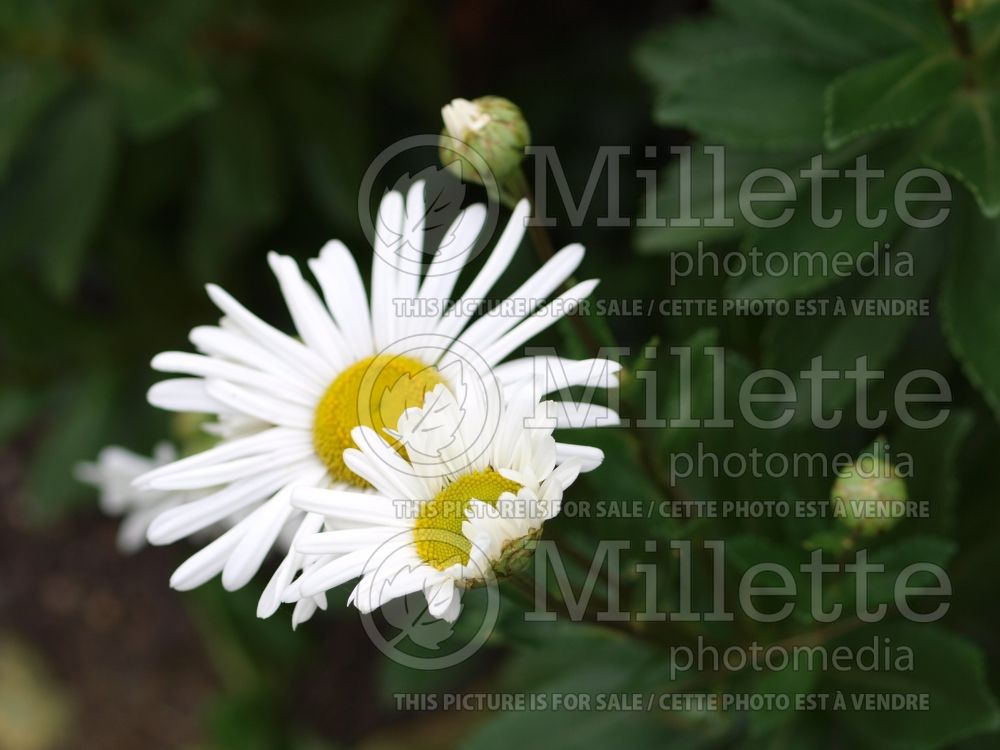 Nipponanthemum nipponicum (Nippon Daisy or Montauk Daisy) 1  