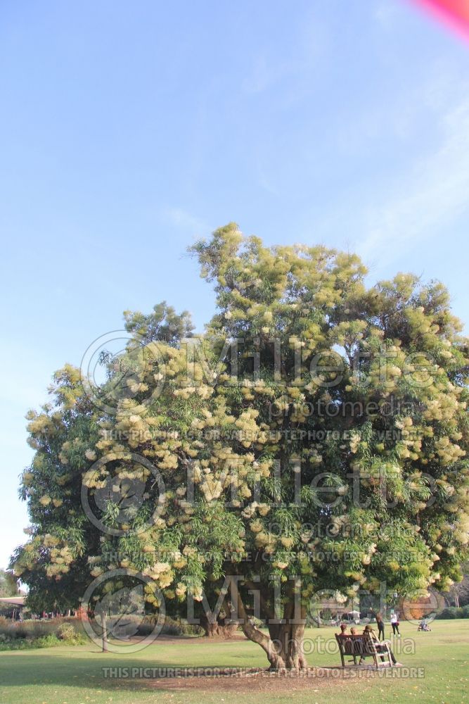 Nuxia floribunda (forest elder) 1 