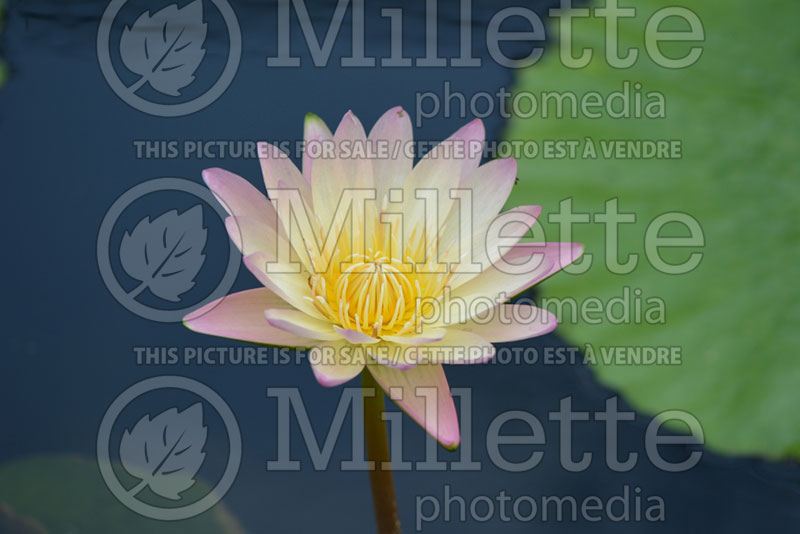 Nymphaea Afterglow (Water lily) 1
