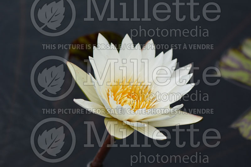 Nymphaea Innocence (Water lily) 1