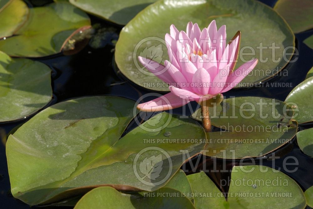 Nymphaea Pearl of the Pool (Water lily) 1