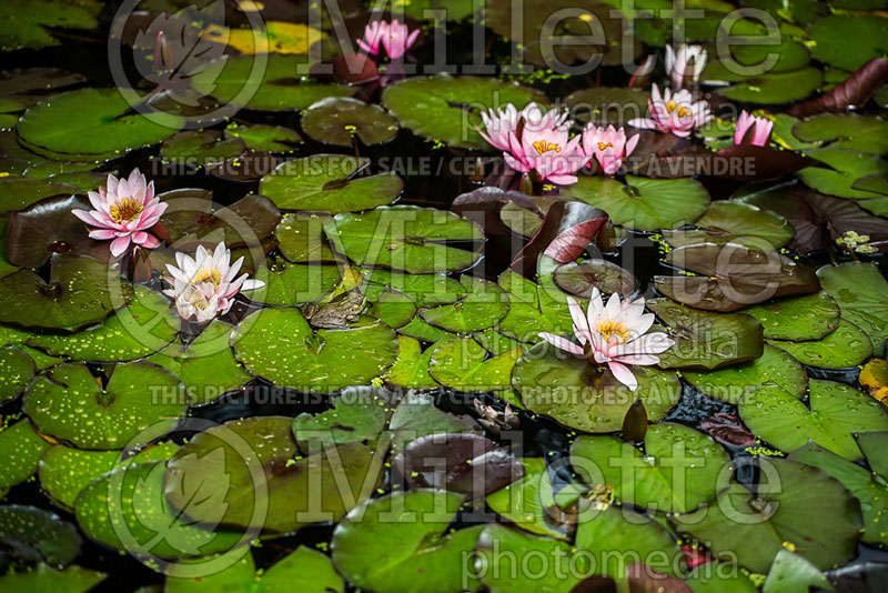 Nymphaea Pink Sensation  (Water lily) 2