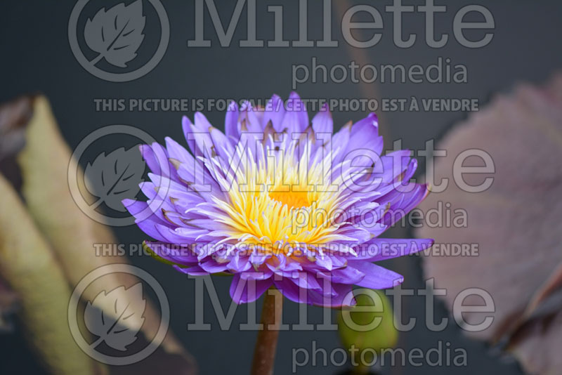 Nymphaea Ultra Violet (Water lily) 1