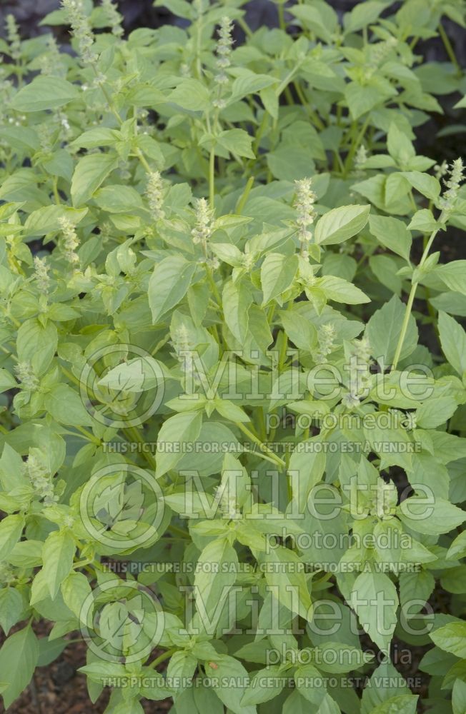 Ocimum basilicum citriodorum (Basil herb - basilic) 1