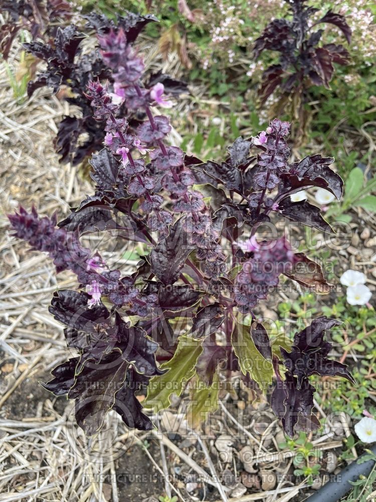 Ocimum Purple Ruffles (Basil) 4 