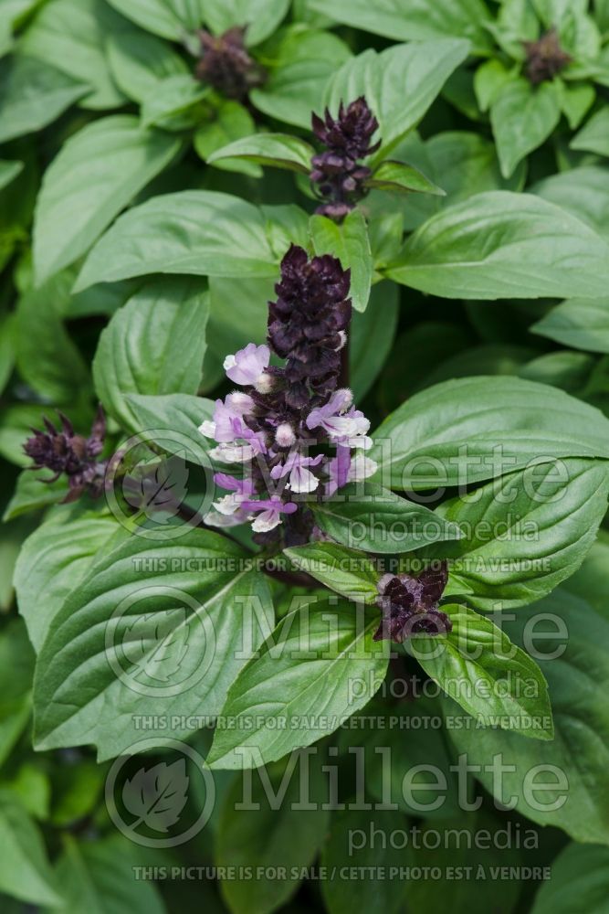 Ocimum Floral Spires Lilac (Basil herb) 1 