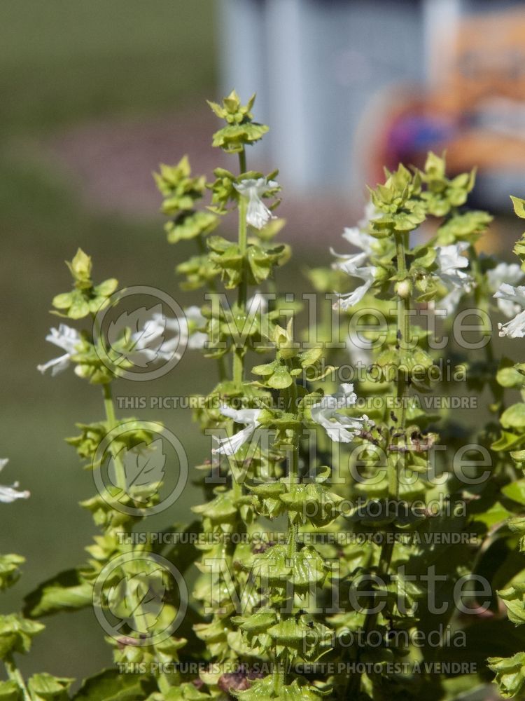 Ocimum Genovese (Basil herb - basilic) 2