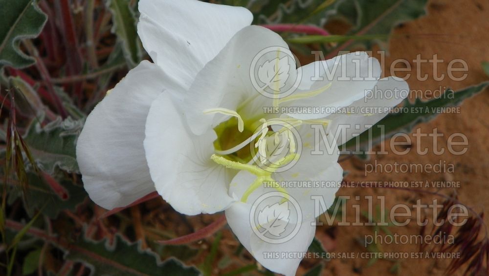 Oenothera caespitosa ssp. marginata (tufted evening primrose) 1