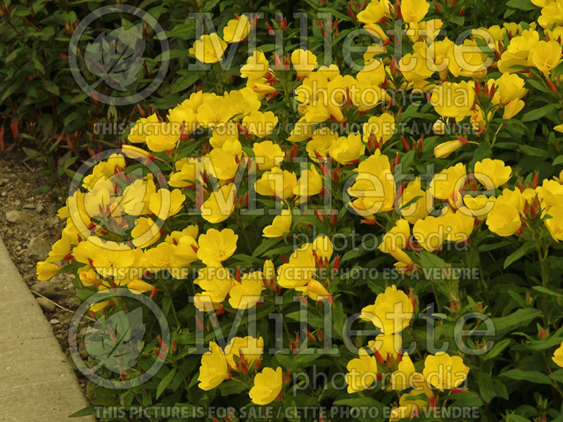 Oenothera fruticosa (Sundrops evening primrose) 2