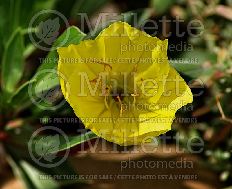 Oenothera macrocarpa var. incana (Bigfruit evening-primrose, Silver leaf primrose) 1