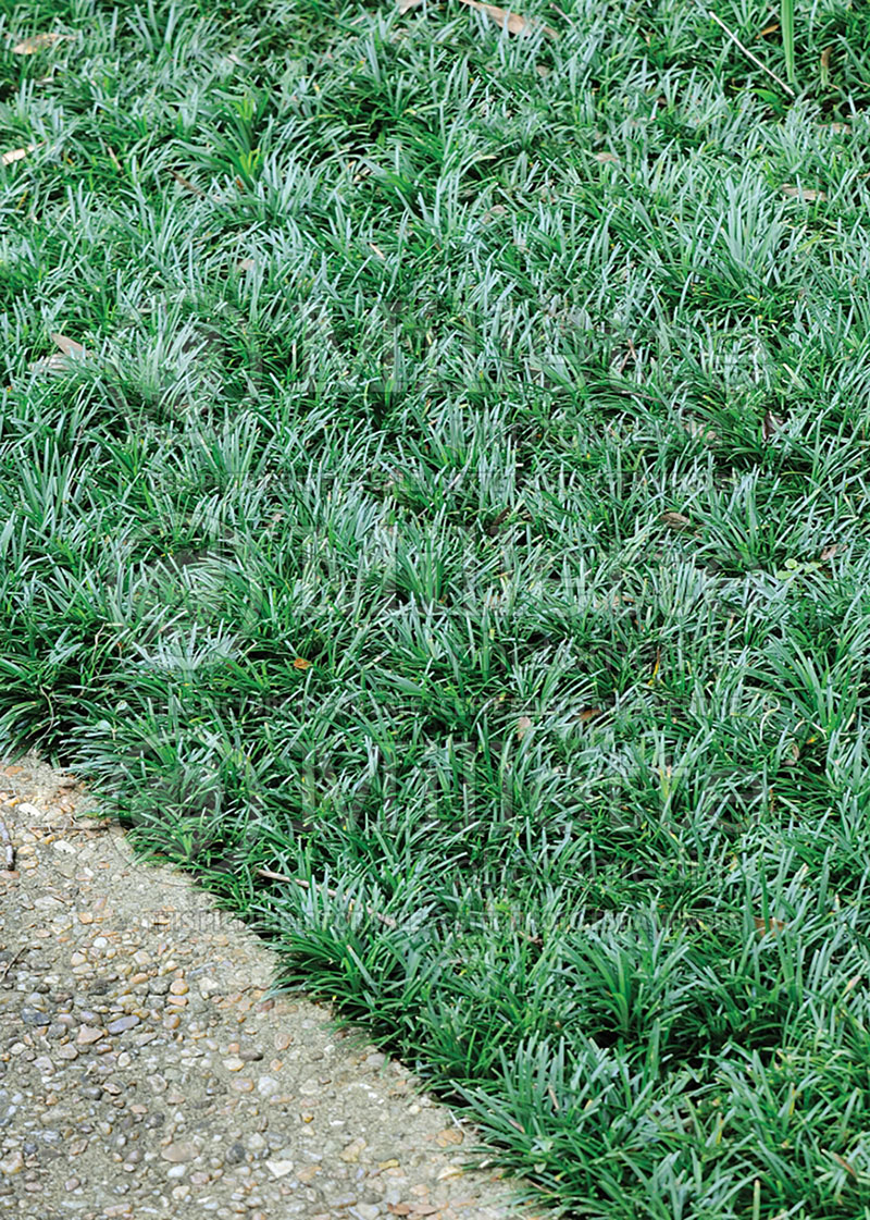 Ophiopogon Nana (Dwarf Mondo Grass) 1 