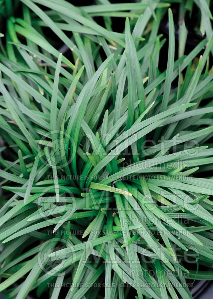 Ophiopogon Nana (Dwarf Mondo Grass) 3 