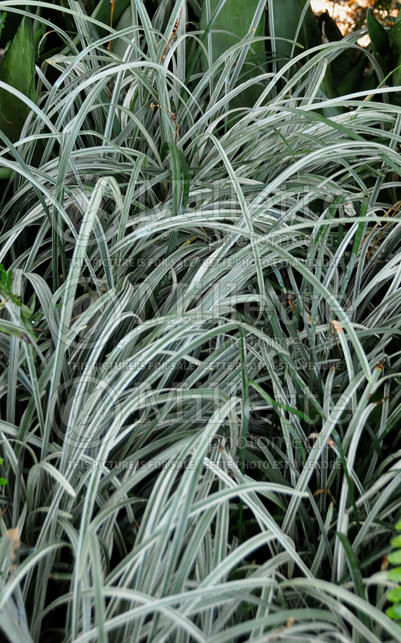 Ophiopogon Silver Dragon (Variagated Mondo Grass) 1 