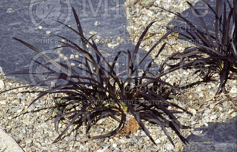 Ophiopogon Nigrescens aka Arabicus aka Black Dragon aka Ebony Knight (Mondo Grass) 1 