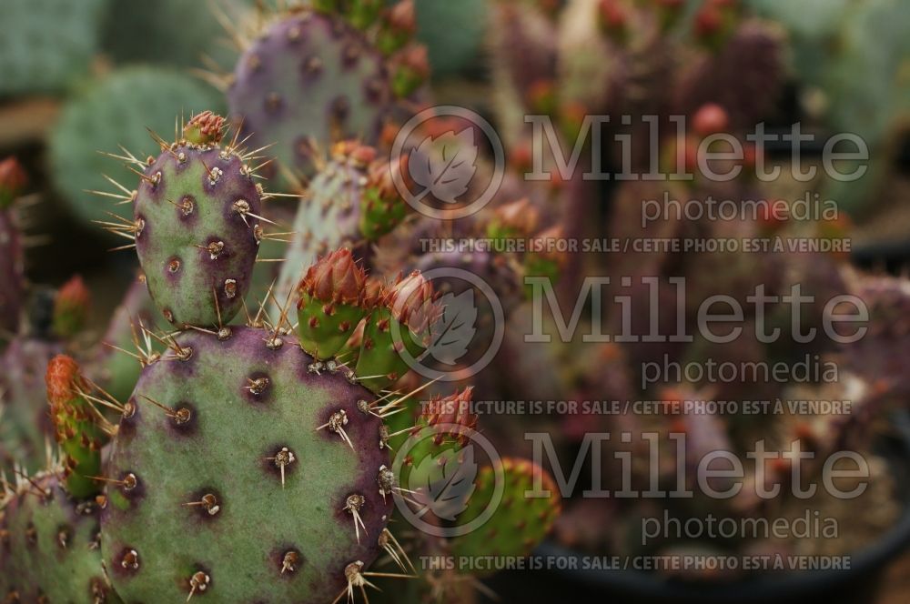 Opuntia Baby Rita (Pricky Pear cactus) 1  