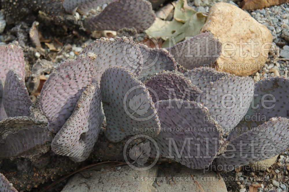 Opuntia basilaris (beavertail cactus) 1  