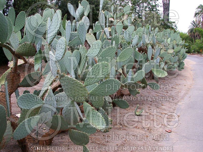 Opuntia ficus-indica (Cactus) 3