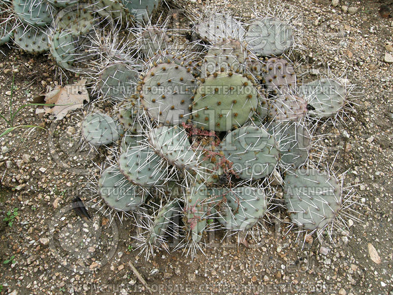 Opuntia macrorhiza (Prickly pear Cactus) 1 