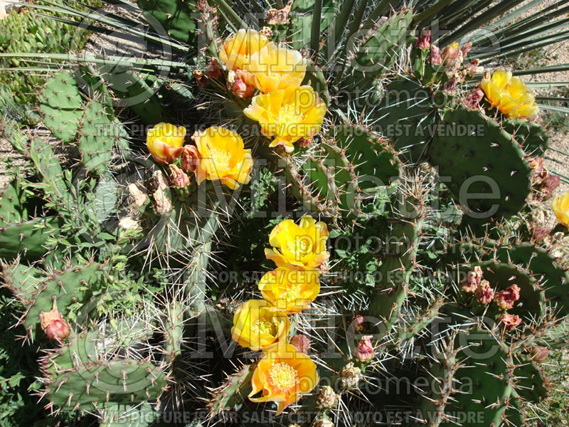 Opuntia phaeacantha (Pricky Pear cactus) 3 