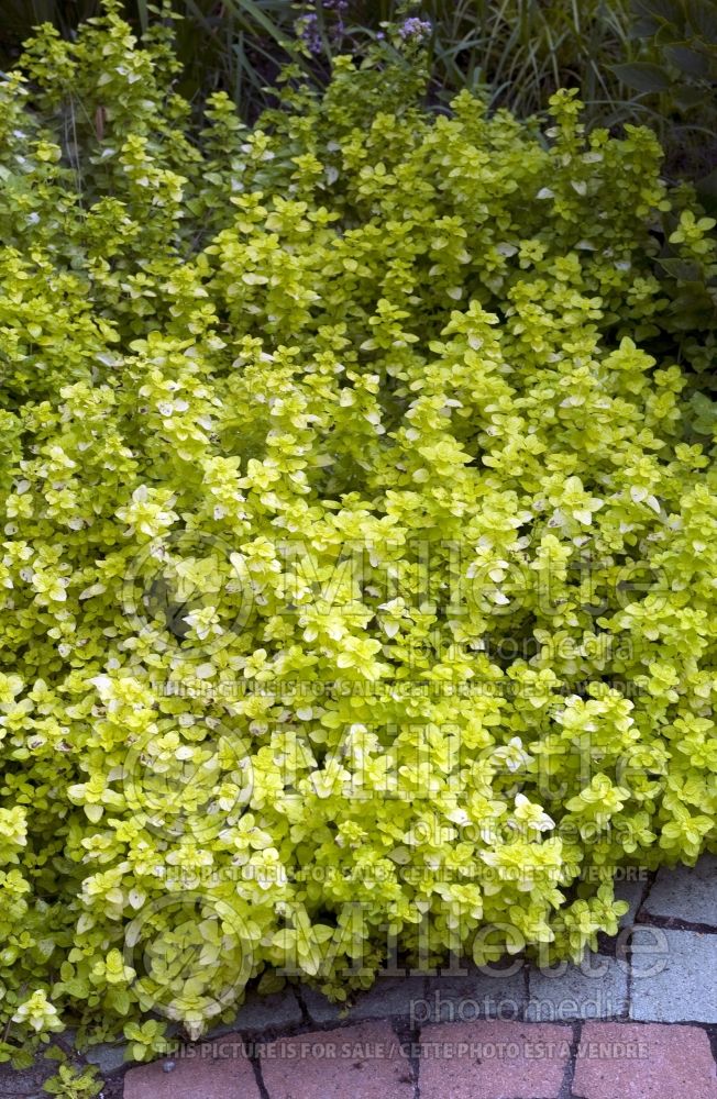Origanum Aureum (oregano – herb - origan) 10