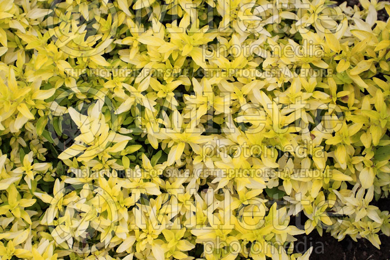 Origanum Aureum (Oregano – herb - origan) 4