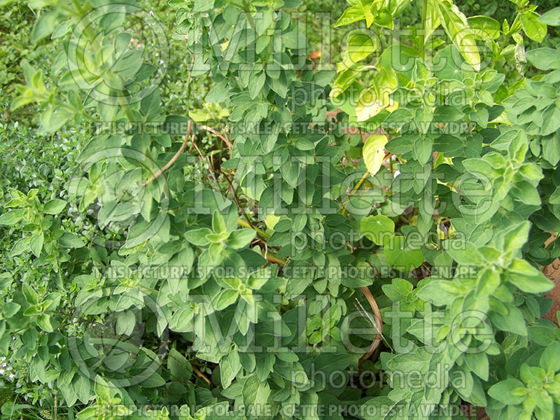 Origanum vulgare (oregano herb - origan) 1