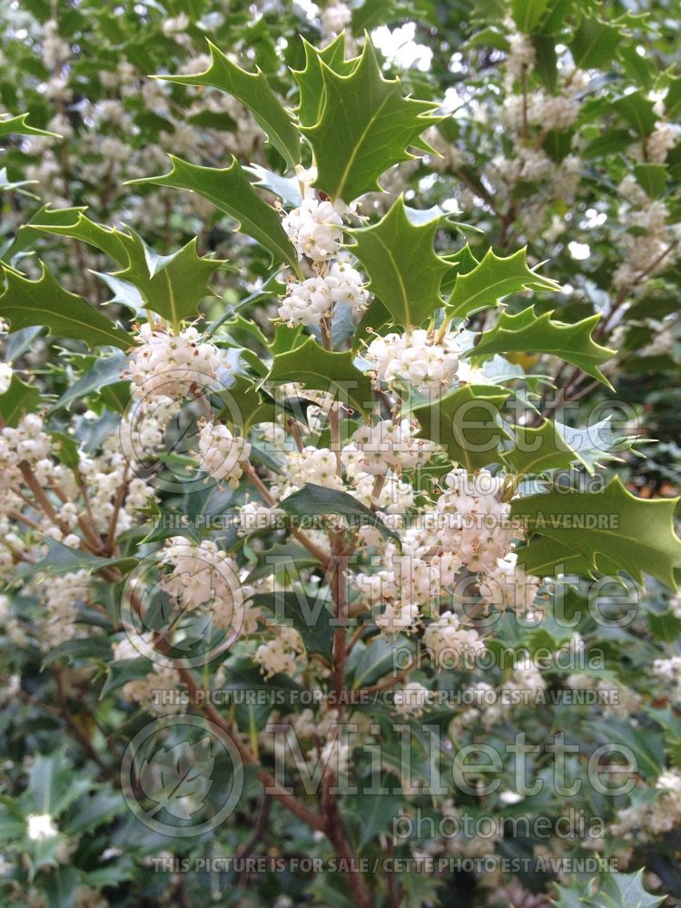 Osmanthus Gulftide (holly olive) 1 