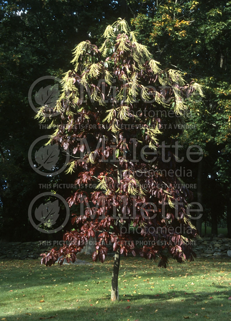Oxydendrum arboreum (Sourwood or sorrel tree) 8 