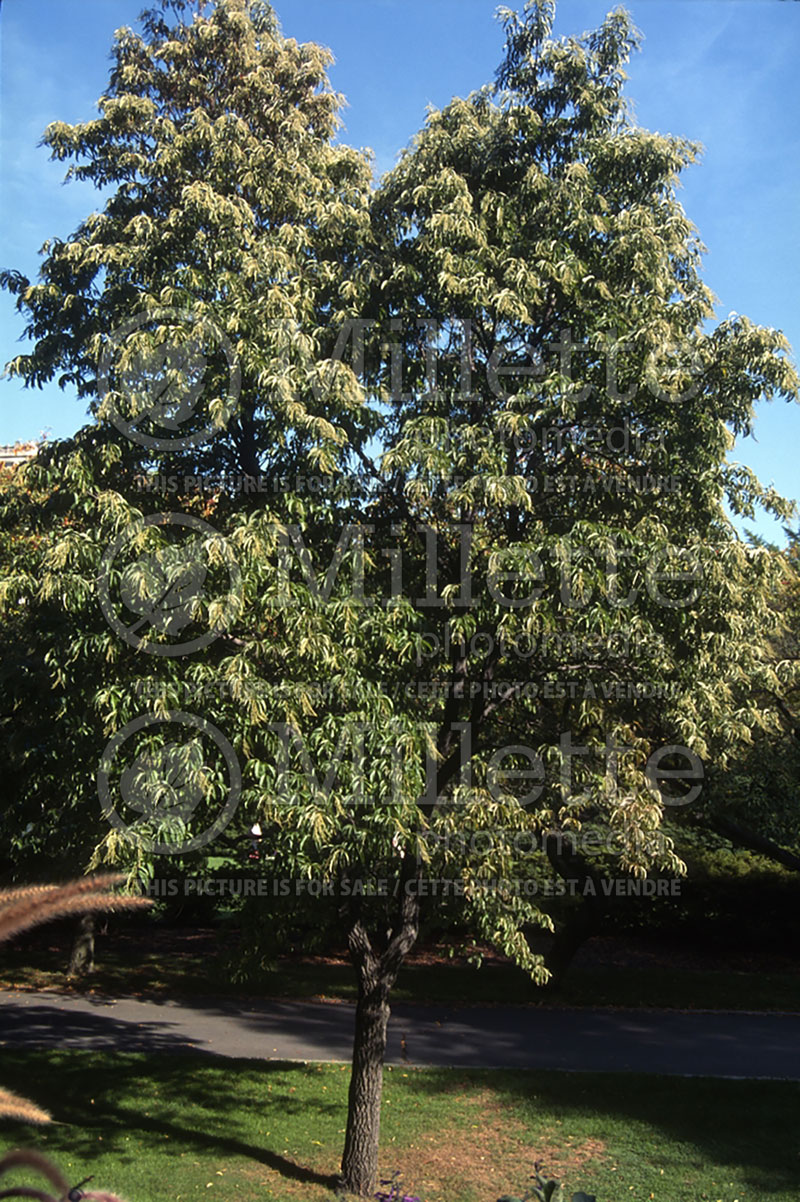 Oxydendrum arboreum (Sourwood or sorrel tree) 2 