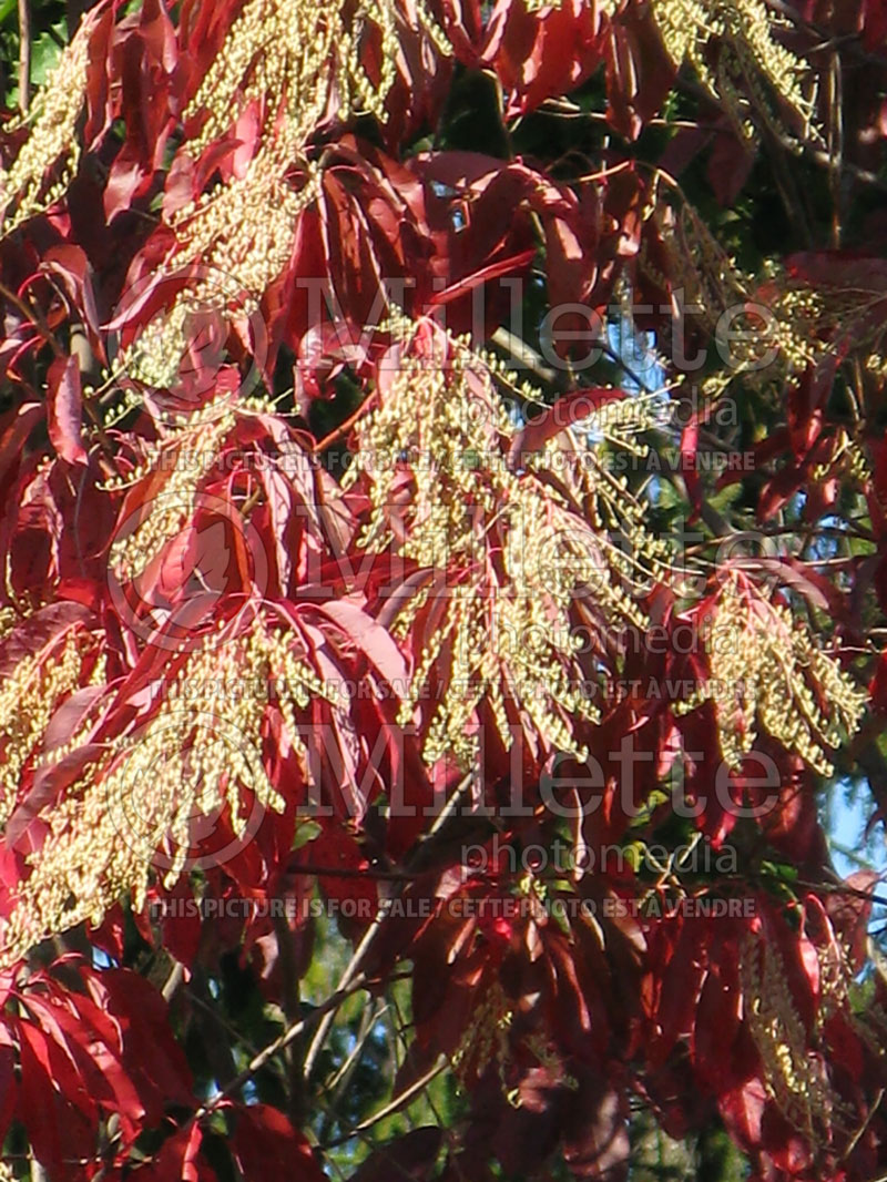 Oxydendrum arboreum (Sourwood or sorrel tree) 9 
