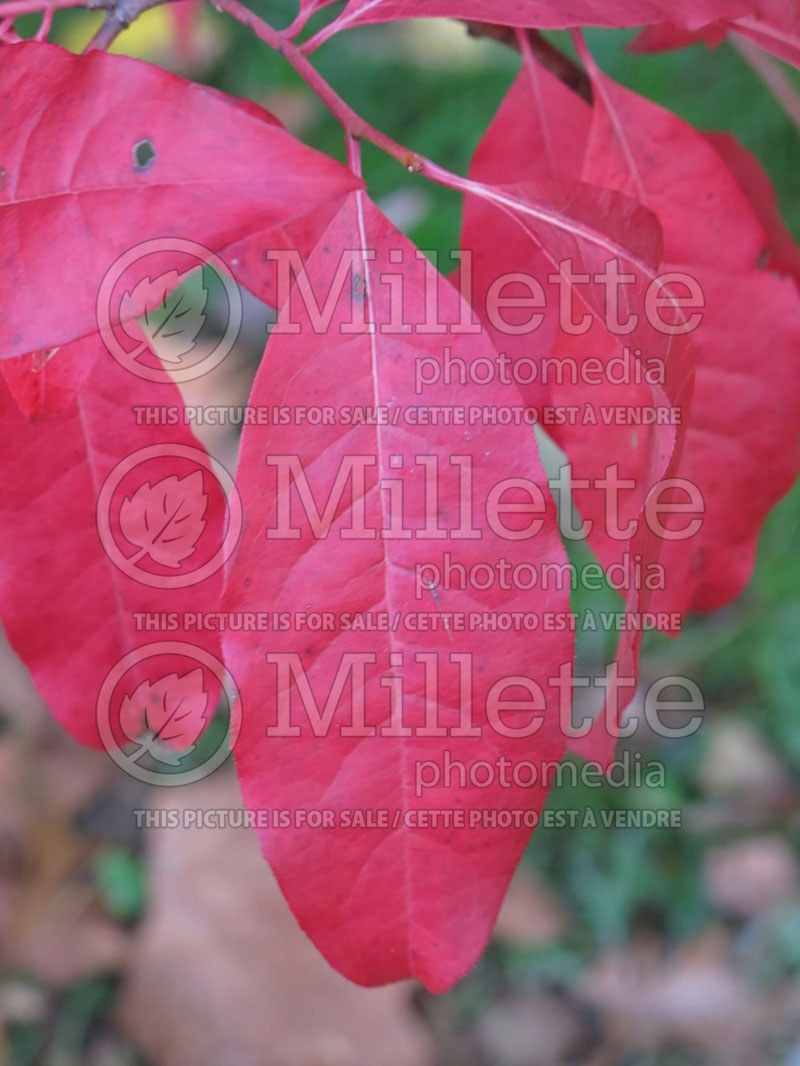 Oxydendrum arboreum (Sourwood or sorrel tree) 12