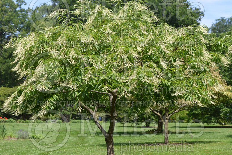 Oxydendrum arboreum (Sourwood or sorrel tree) 1 