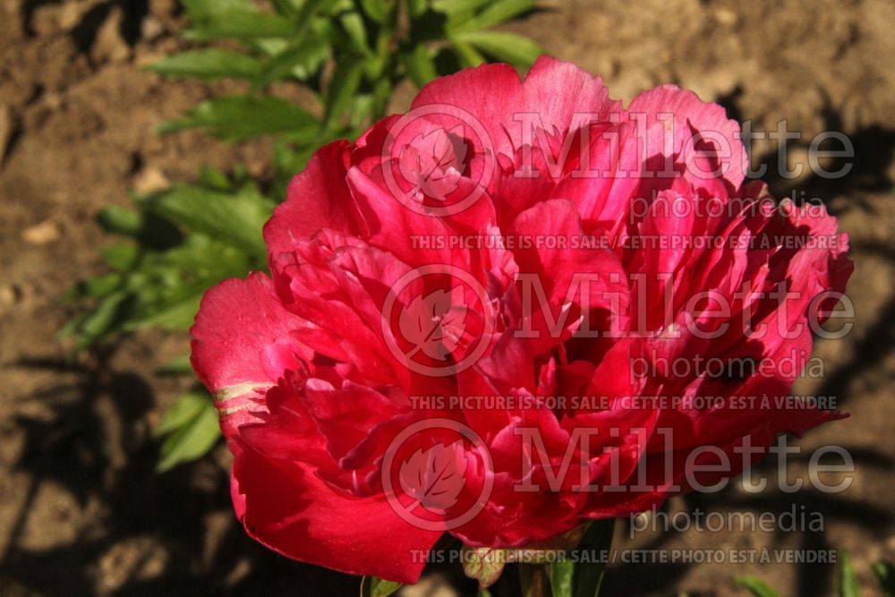 Paeonia Pretty in Pink (Peony) 2 