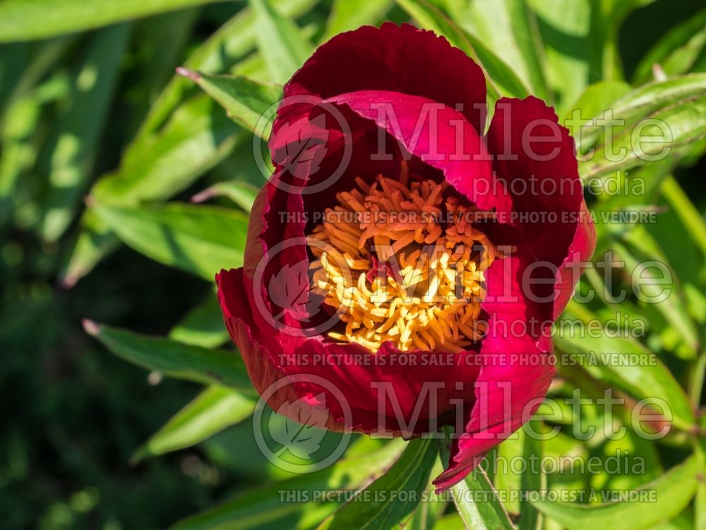 Paeonia Early Scout (Peony) 8  
