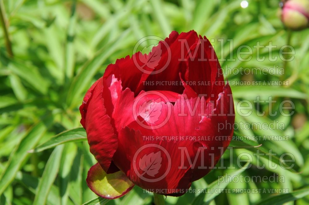 Paeonia Early Scout (Peony) 4  