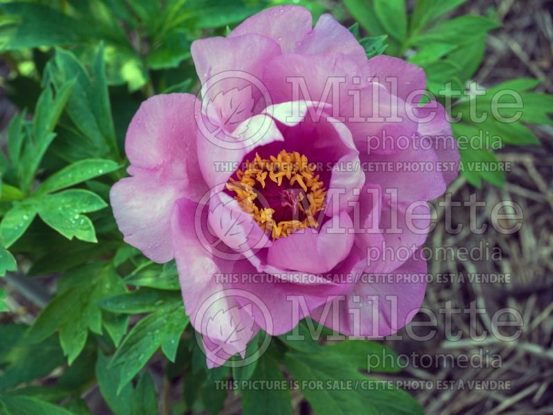Paeonia First Arrival (Peony) 2 